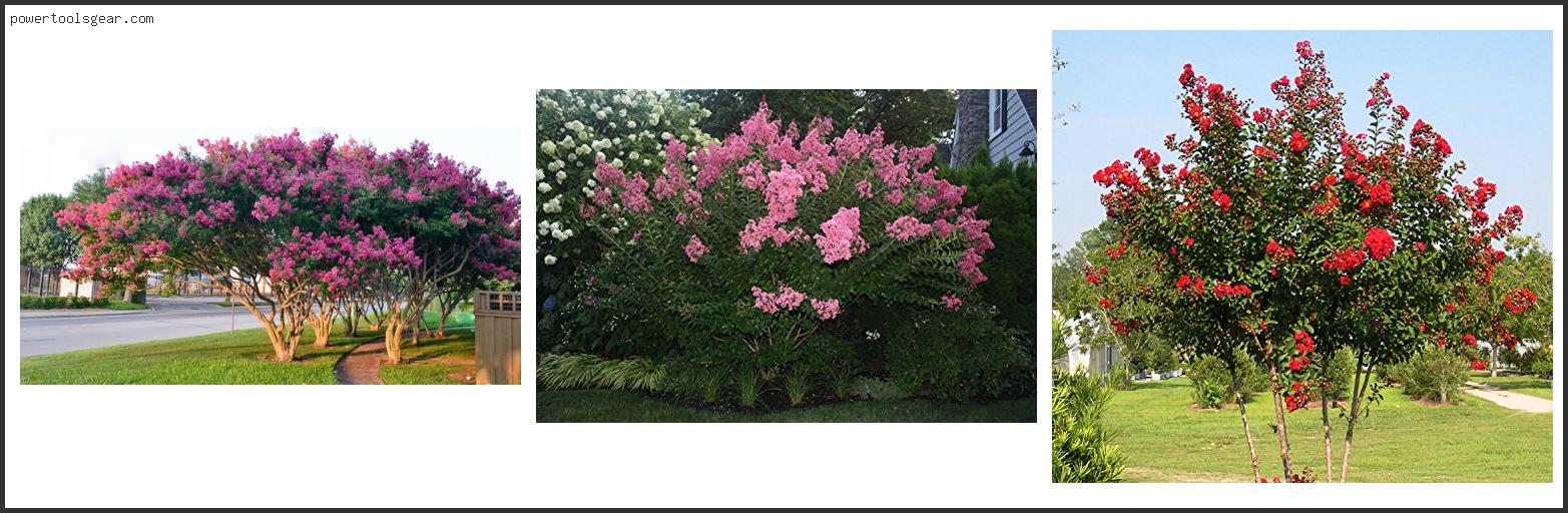 Best Crepe Myrtle For Pots