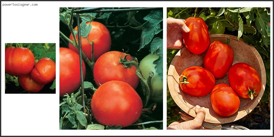 Best Hybrid Tomato