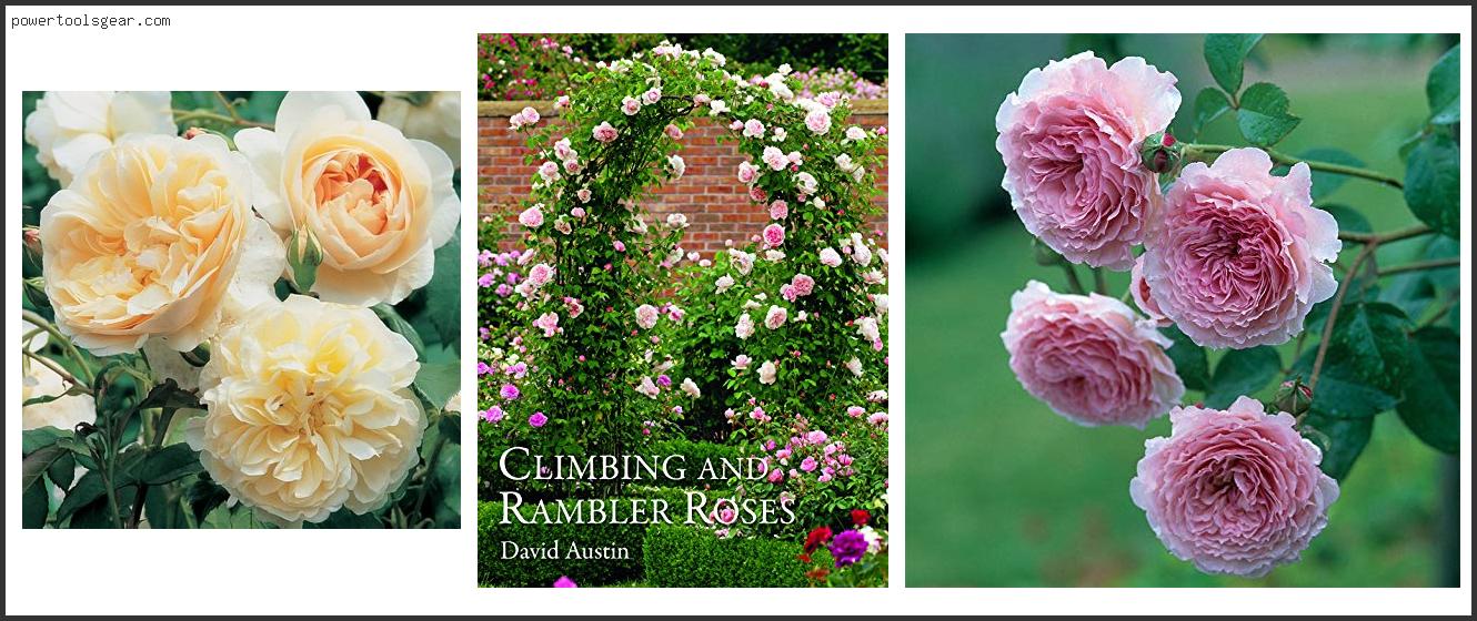 Best David Austin Climbing Rose
