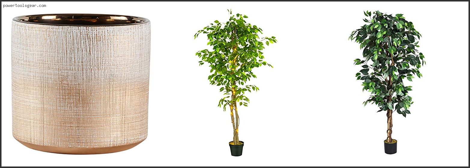 Best Pot For Ficus