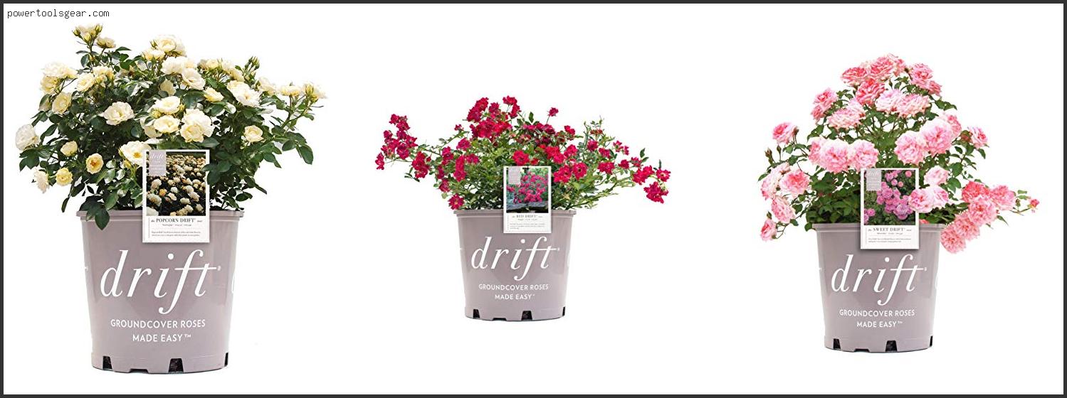 Best Drift Roses