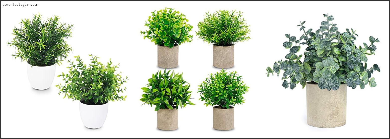 Best Potted Plants For Oklahoma